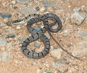 Sri Lankan flying snake (First record in India)