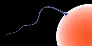 sperm