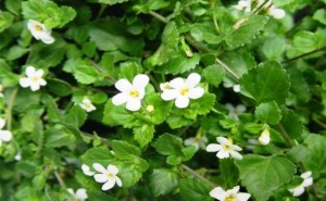 Bacopa-leaves