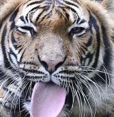 इस सदी भारत में बढे बाघ