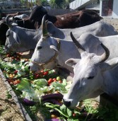 मकर संक्रांति पर्व पर गौशाला में जाकर मित्र मंडल ने की जीव सेवा