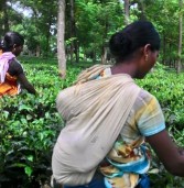 जशपुर वासियों को चाय उत्पादन की राह दिखाई सोगड़ा आश्रम ने
