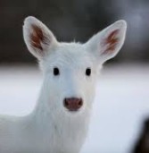 छत्तीसगढ़ के ‘कानन’ में एक और सफेद हिरण का जन्म