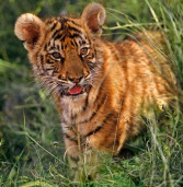 मप्र : राष्ट्रीय उद्यानों में निर्माण कार्य से बाघों को खतरा