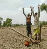बुंदेलखंड : किसानों ने जंगलों में छोड़े मवेशी