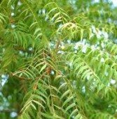 निमाड़ का “नीम वैभव पुन: लौटेगा