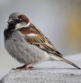 आंगन से क्यों गायब हो रही नन्ही गौरैया (गौरैया संरक्षण दिवस : 20 मार्च)