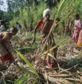 महाराष्ट्र – खेतिहर महिलाओं का निकलवा दिया जाता है गर्भाशय