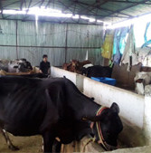 आत्मा परियोजना से सागर जिले का अरविंद कुर्मी बना दूध डेयरी मालिक