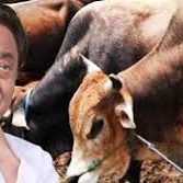 मप्र: प्रत्येक जिले में नदी किनारे बनेंगी गौ-शालाएं