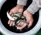 मछुआरों को राहत, लॉकडाउन में मछलीपालन, विपणन की छूट