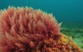 समुद्री लाल शैवाल कोरोना के खिलाफ हो सकता है मददगार : रिलायंस रिसर्चर्स