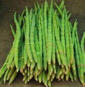 जानिये सहजन/मुनगा/drumstick( moringa) आपके लिए कैसे फायदेमंद है