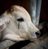 Lumpy Virus बेलगाम,जानवरों पर टूटा कहर , अब तक 57 हजार पशुओं की मौत