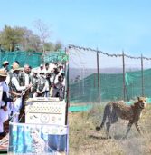 चीतों के आने से कूनो सेंचुरी बनेगी एशिया के आकर्षण का केन्द्र : मुख्यमंत्री श्री चौहान