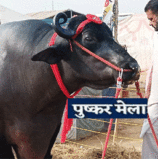 Pushkar Mela: पुष्कर मेला विशालकाय भैंसा बना आकर्षण का केंद्र