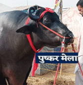 Pushkar Mela: पुष्कर मेला विशालकाय भैंसा बना आकर्षण का केंद्र