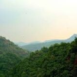 साल 2000 के बाद से भारत में 23 लाख हेक्टेयर से अधिक वन क्षेत्र नष्ट हुआ: ग्लोबल फॉरेस्ट वॉच