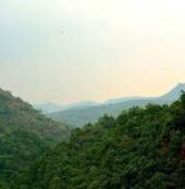 साल 2000 के बाद से भारत में 23 लाख हेक्टेयर से अधिक वन क्षेत्र नष्ट हुआ: ग्लोबल फॉरेस्ट वॉच