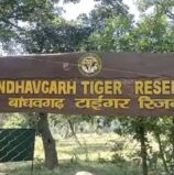 बांधवगढ़ में करंट लगने से एक बाघ की मौत